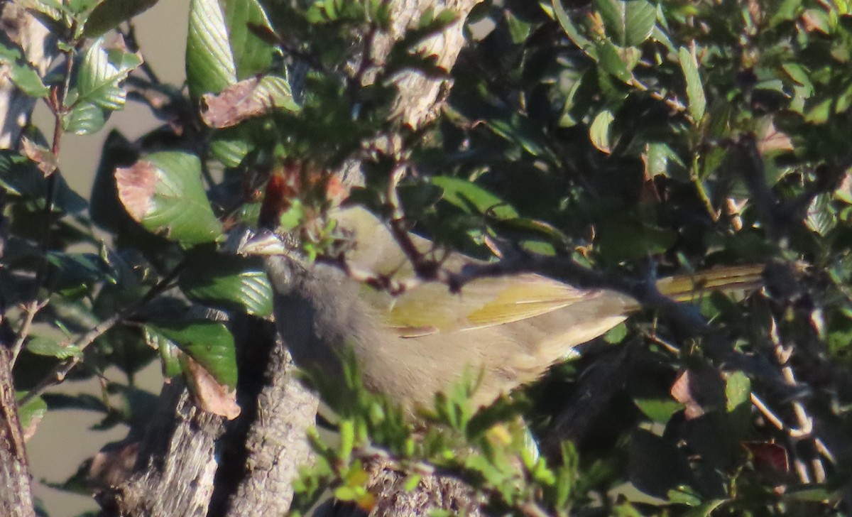 Green-tailed Towhee - ML615220387