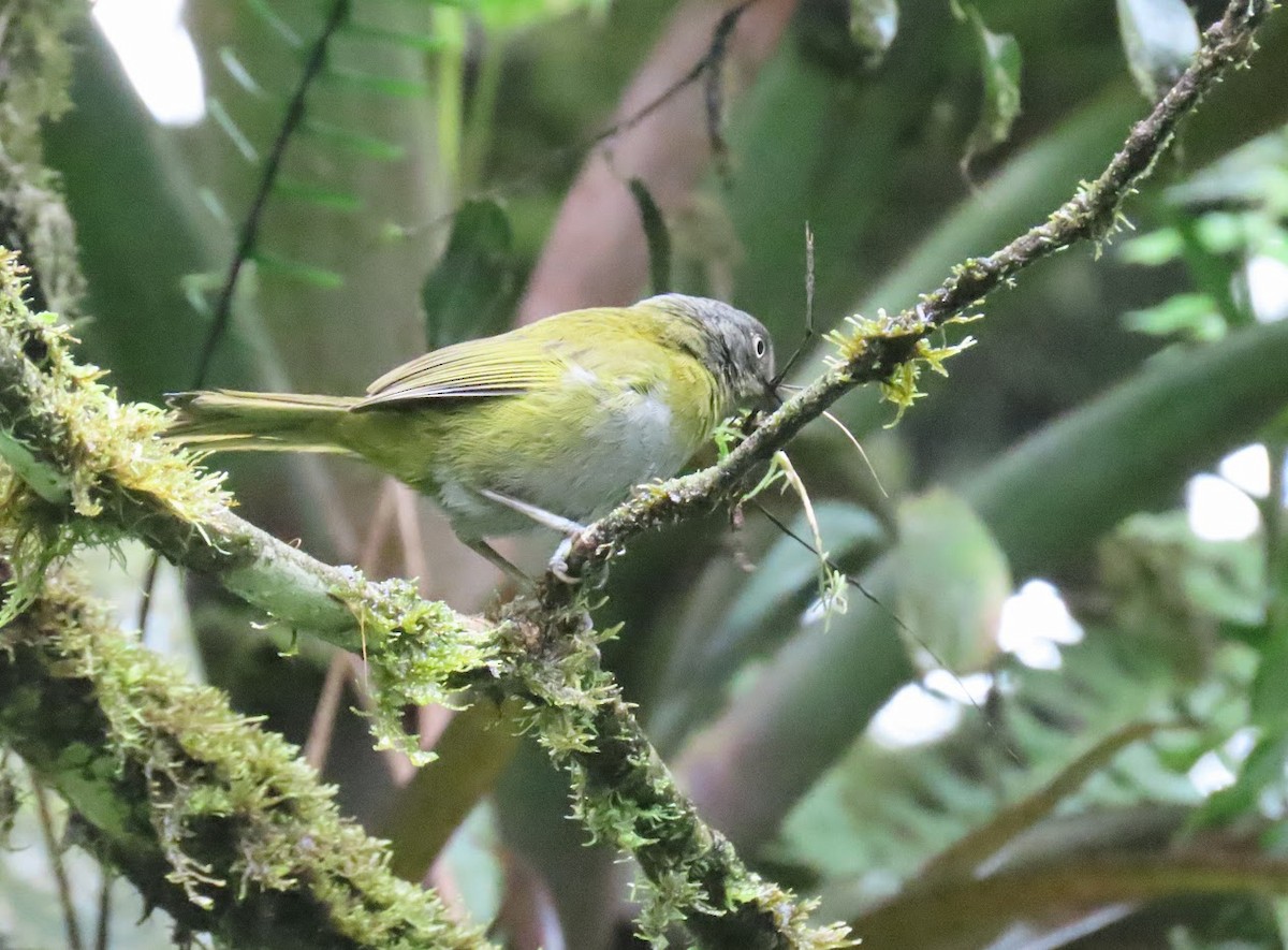 Dusky Chlorospingus - ML615220408