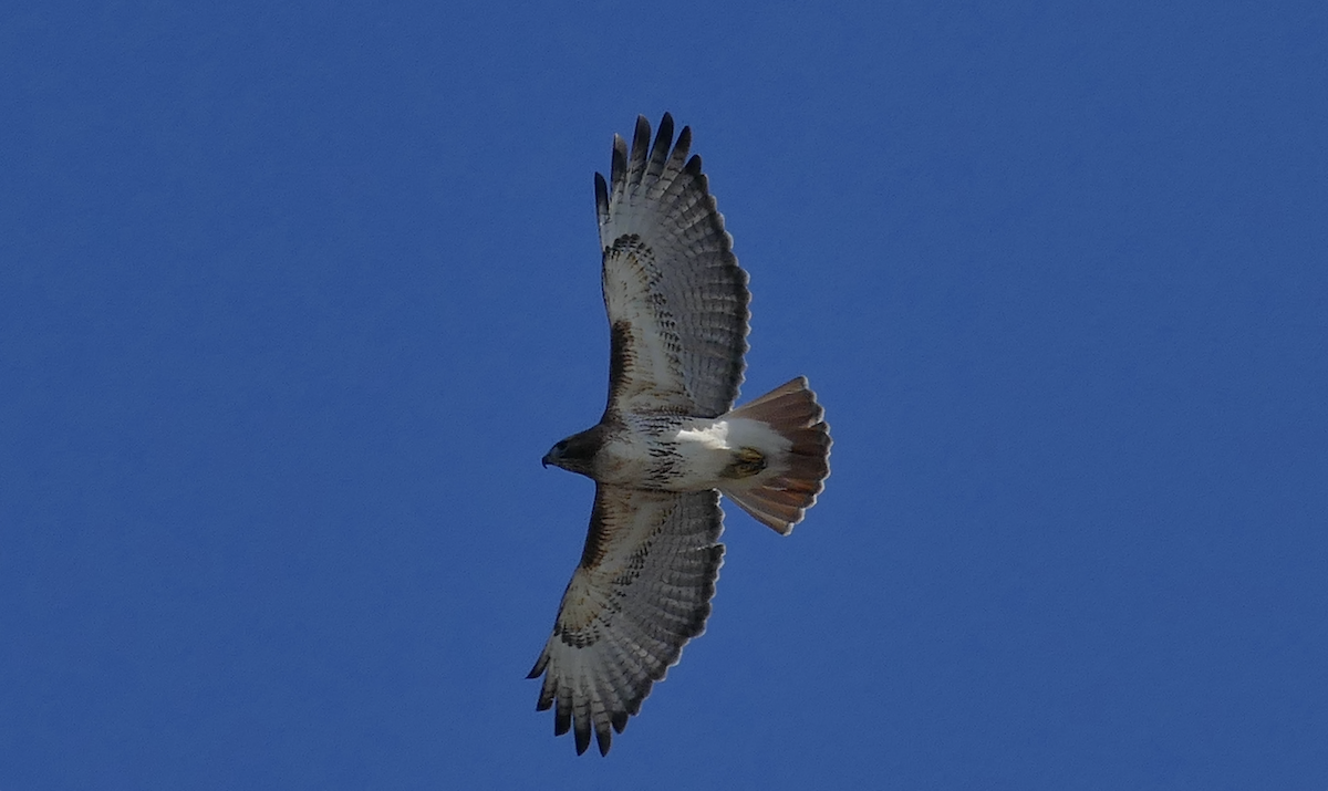 Red-tailed Hawk (borealis) - ML615220412