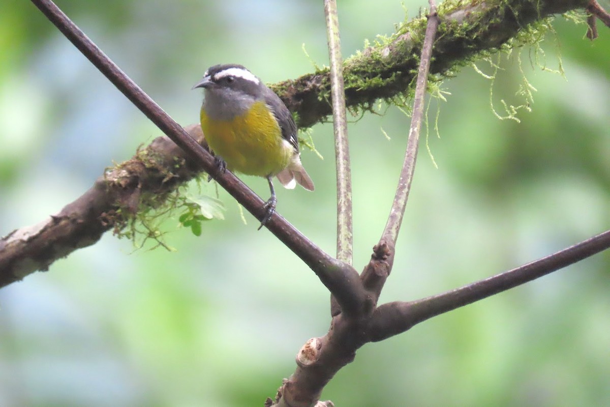 Bananaquit - ML615220429