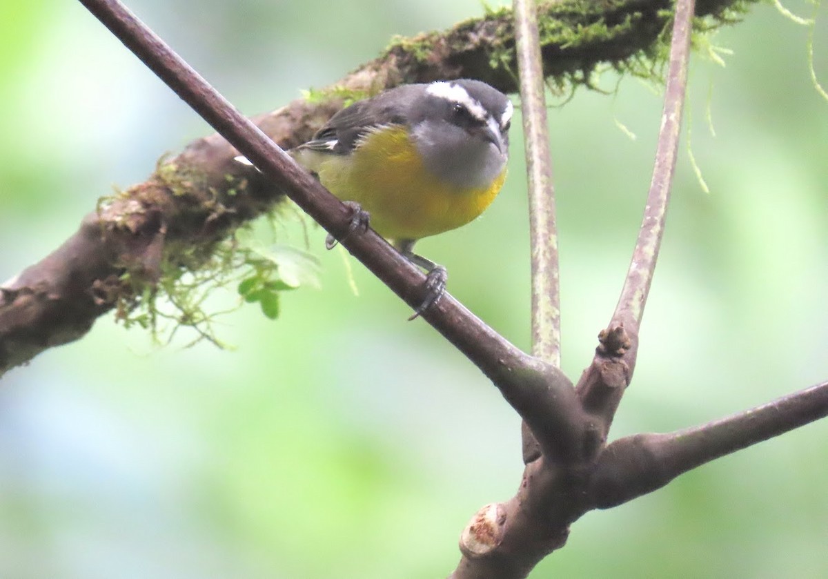 Bananaquit - ML615220430