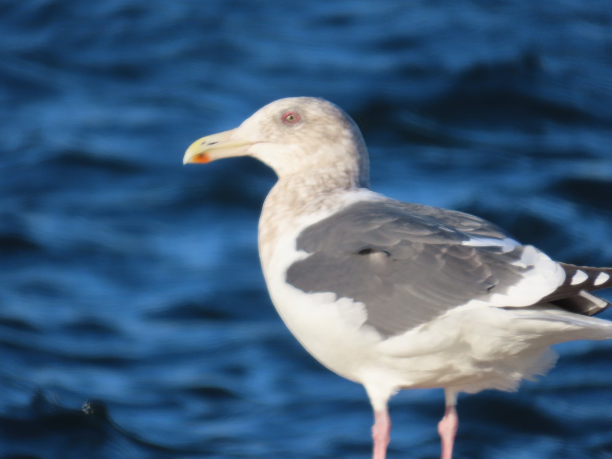 Slaty-backed Gull - Daphne Byron