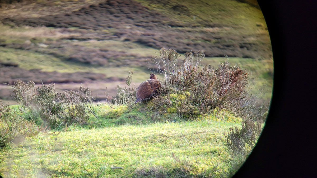 Willow Ptarmigan (Red Grouse) - ML615220461