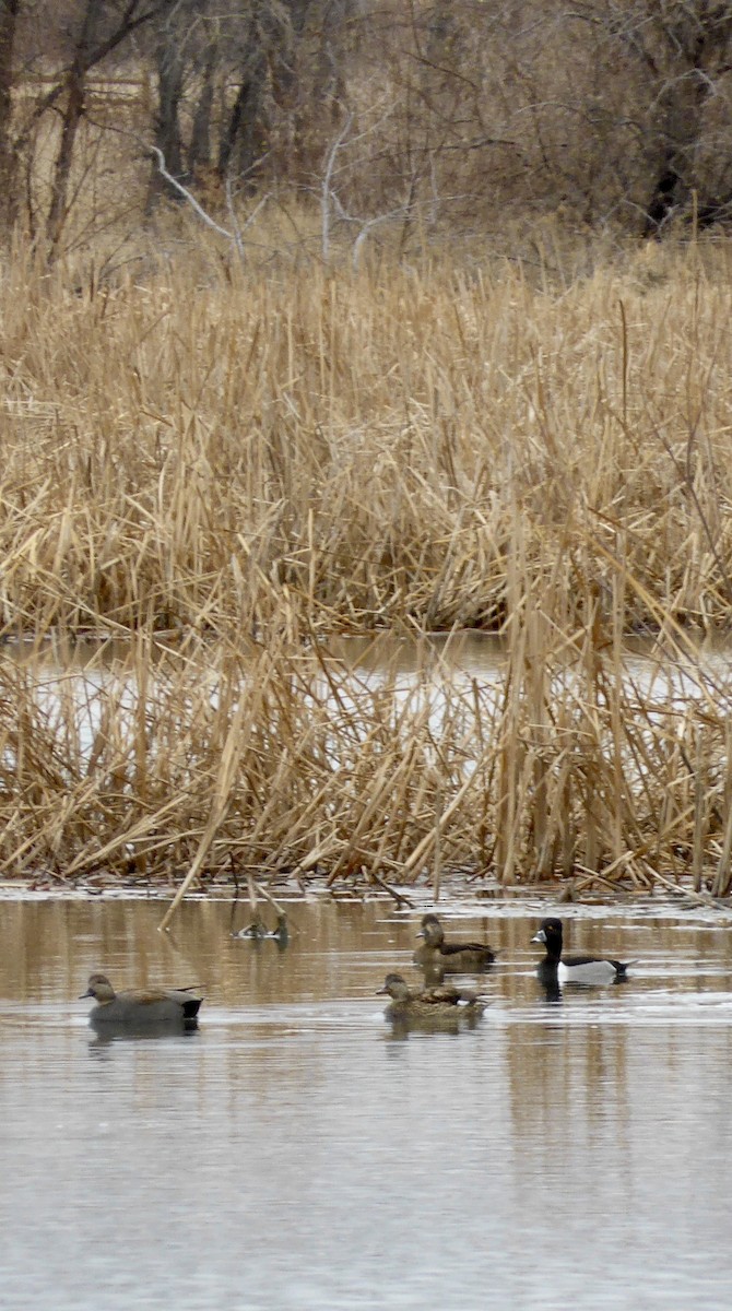 Ring-necked Duck - ML615220509