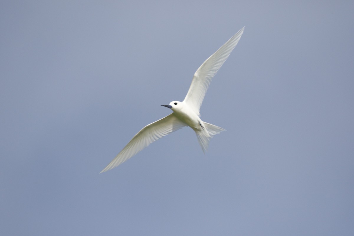 White Tern - ML615220531