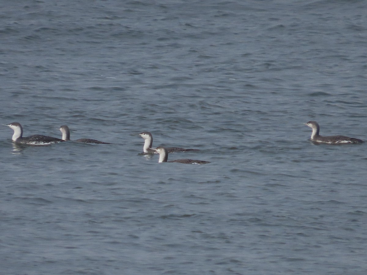 Red-throated Loon - Mary Beth Kooper