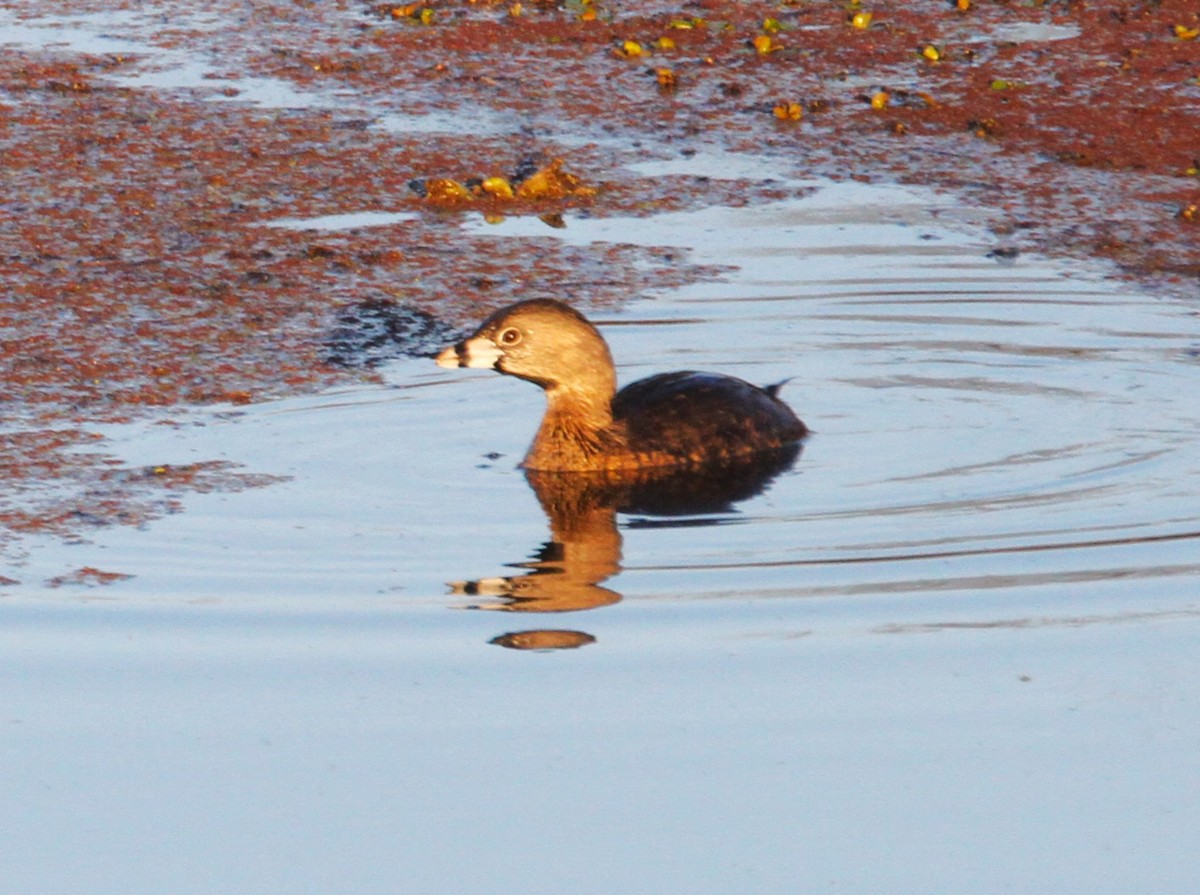 Pied-billed Grebe - ML615220649