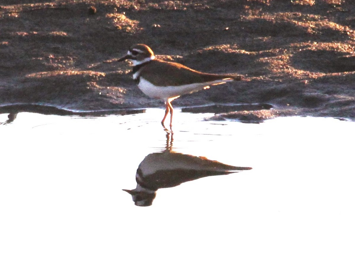 Killdeer - ML615220654