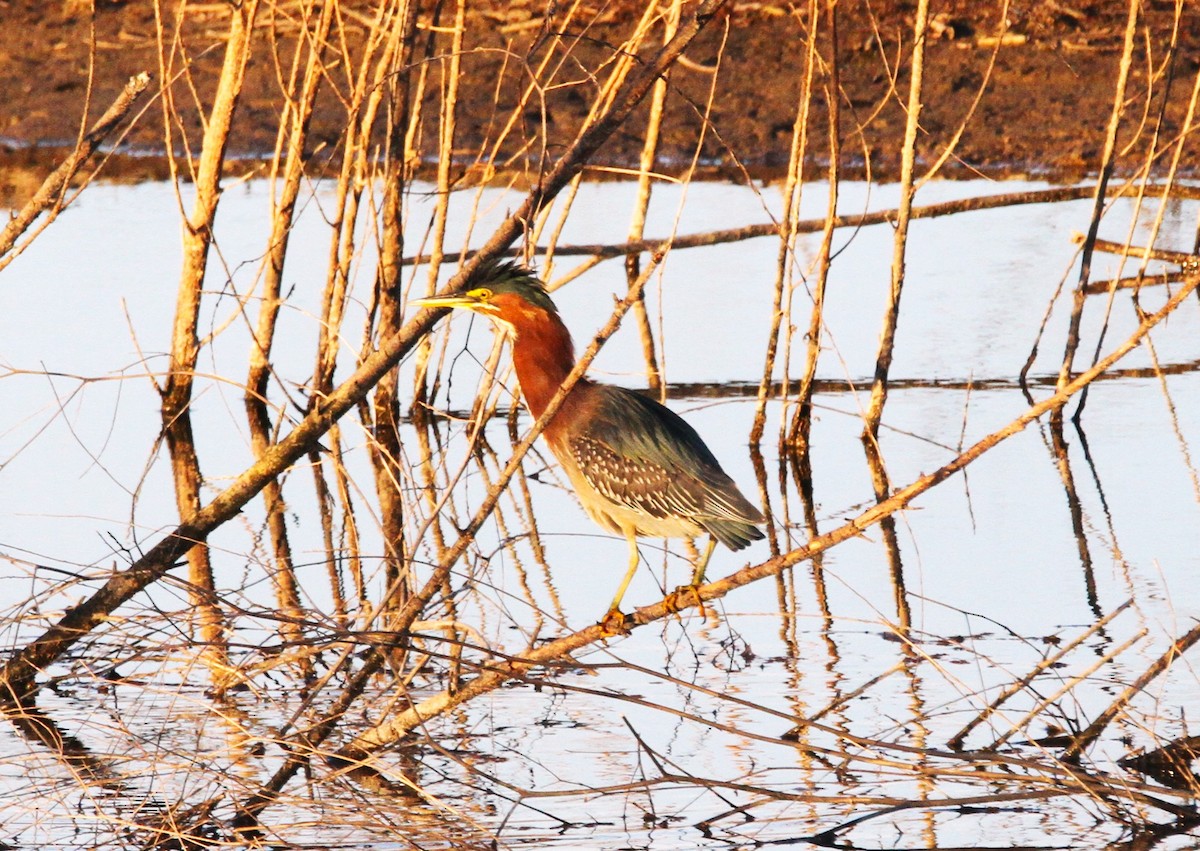 Green Heron - ML615220672