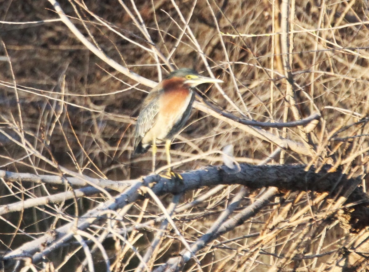 Green Heron - ML615220676