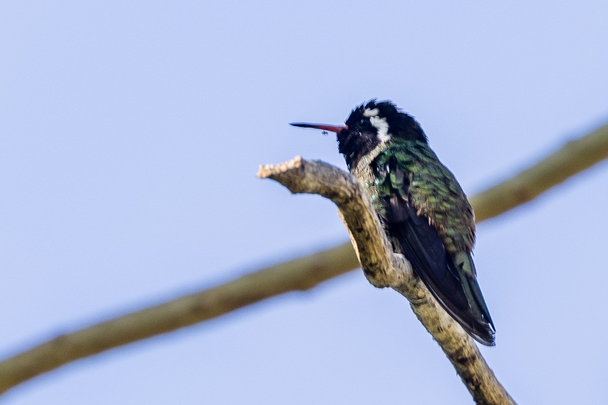 Colibrí Orejiblanco - ML615220688