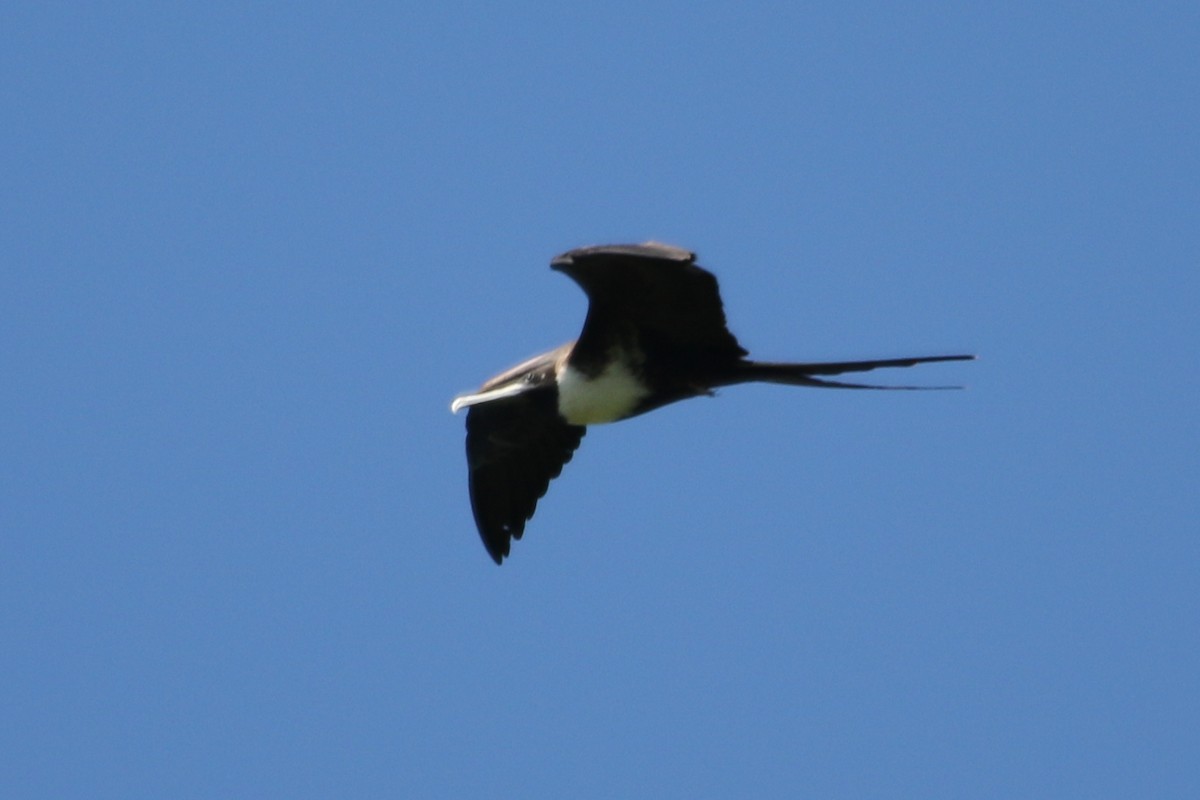 Magnificent Frigatebird - ML615220694