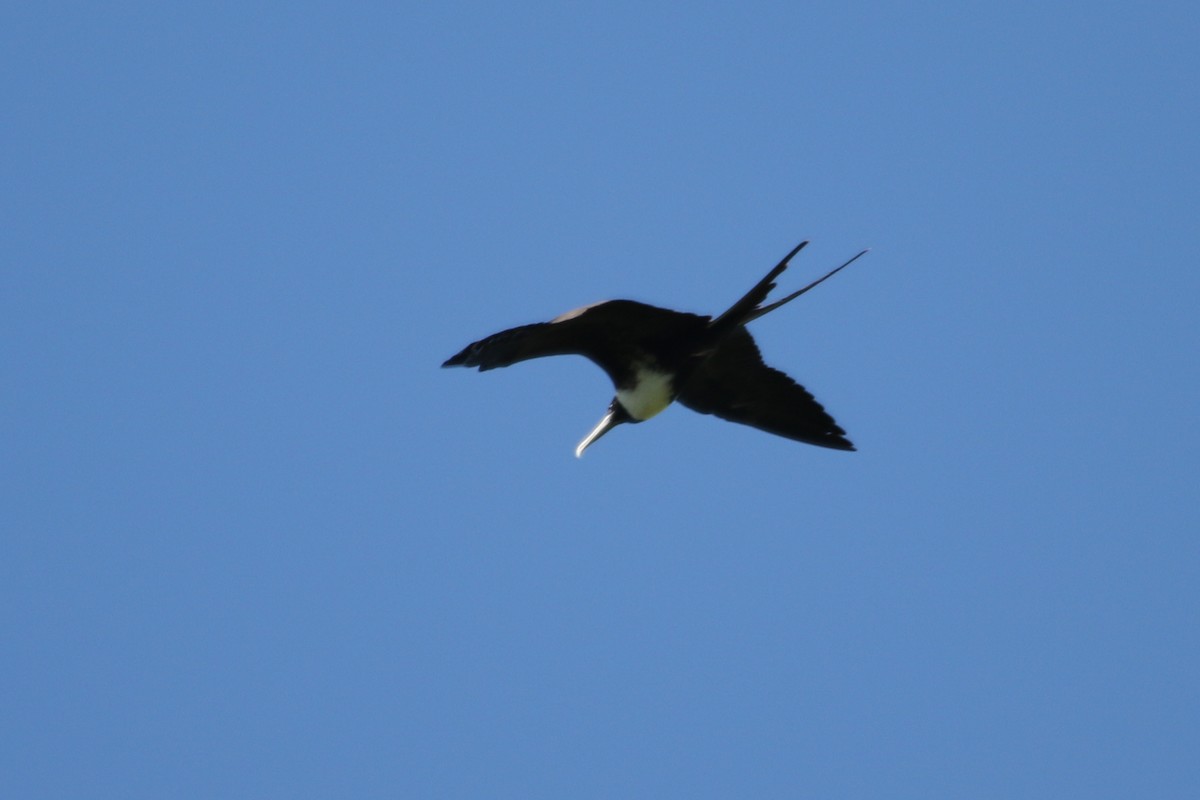 Magnificent Frigatebird - River Ahlquist