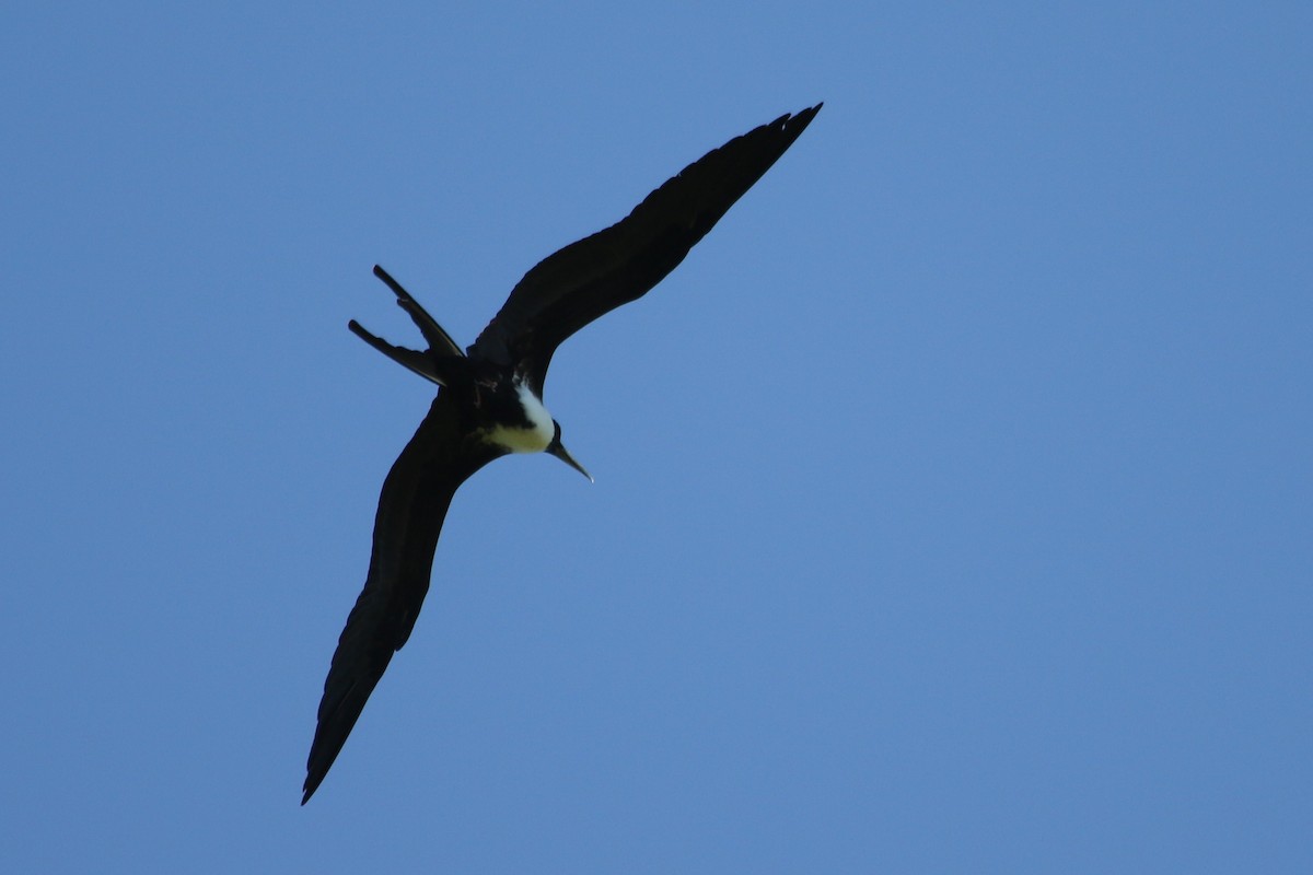 Magnificent Frigatebird - ML615220697