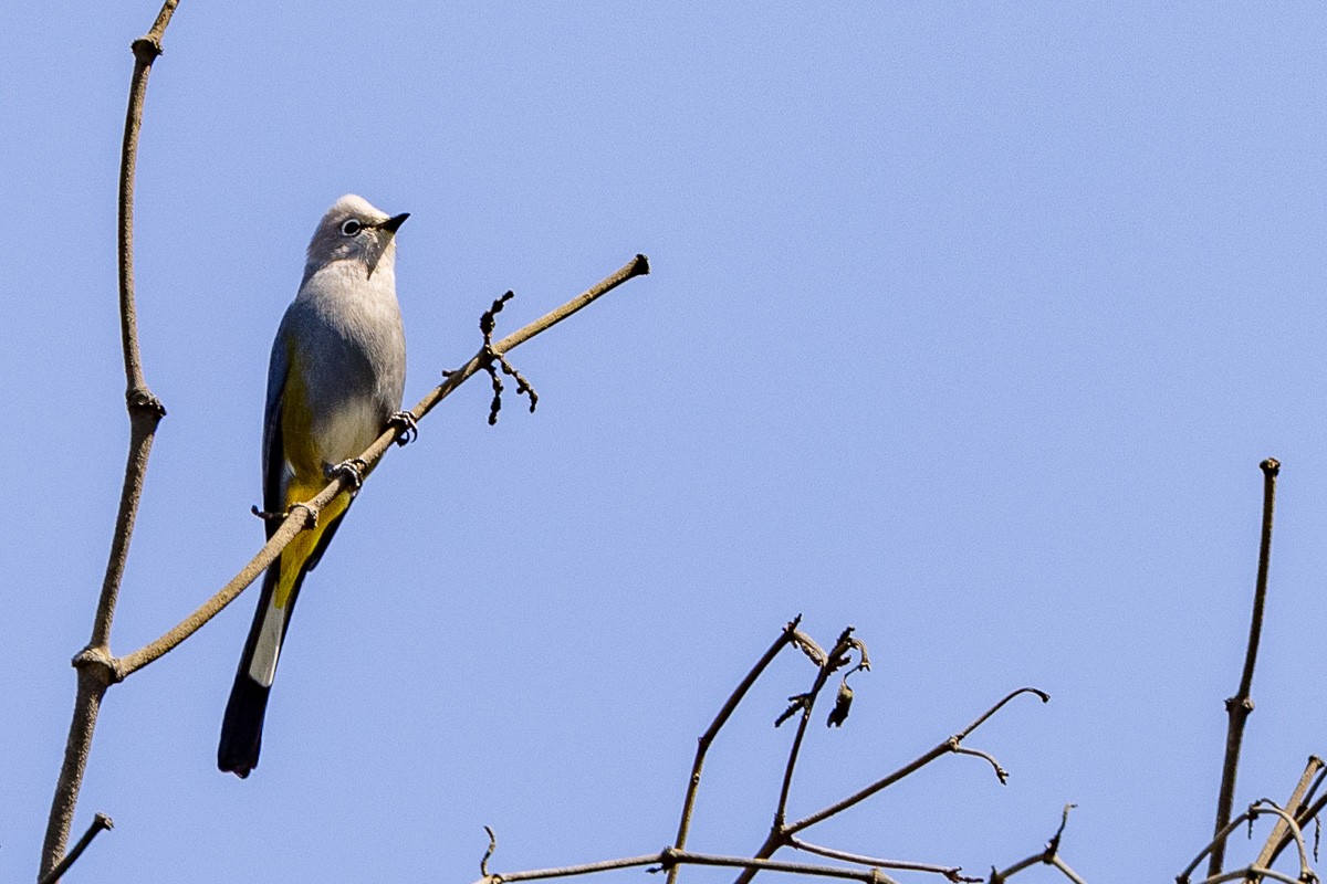 Gray Silky-flycatcher - ML615220718
