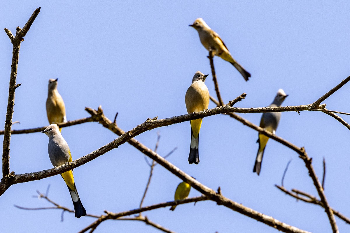Gray Silky-flycatcher - ML615220719