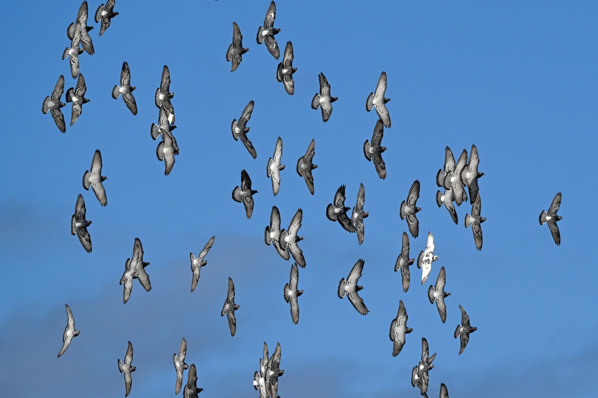 Rock Pigeon (Feral Pigeon) - ML615220722