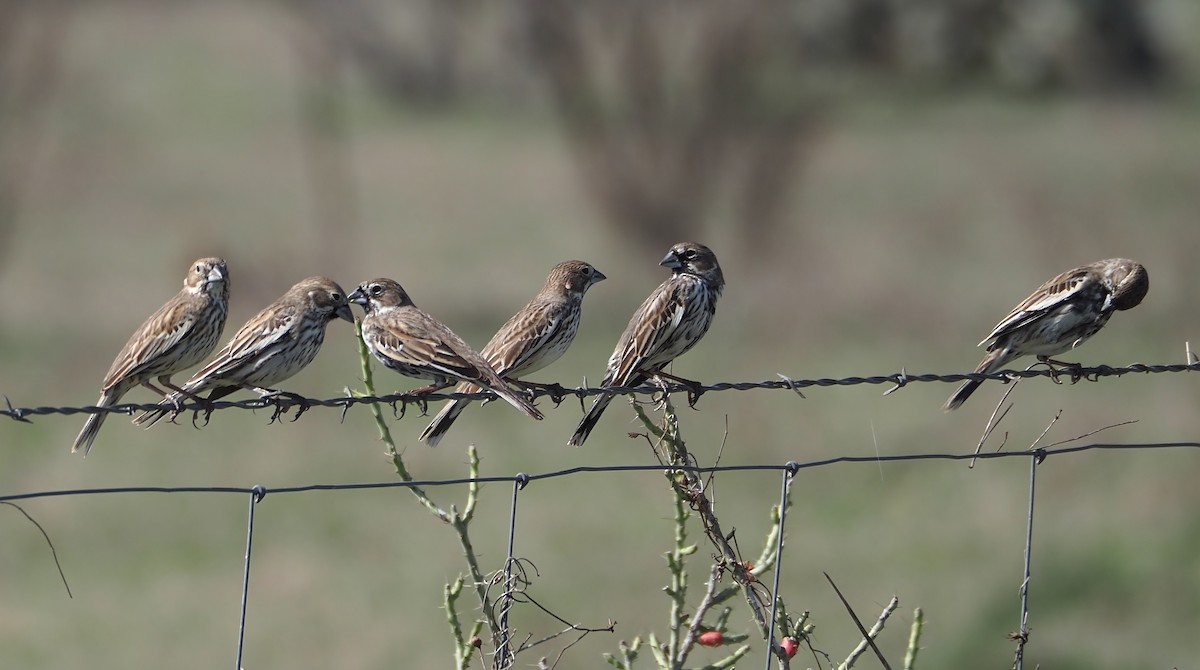 Lark Bunting - Lorie Carnes