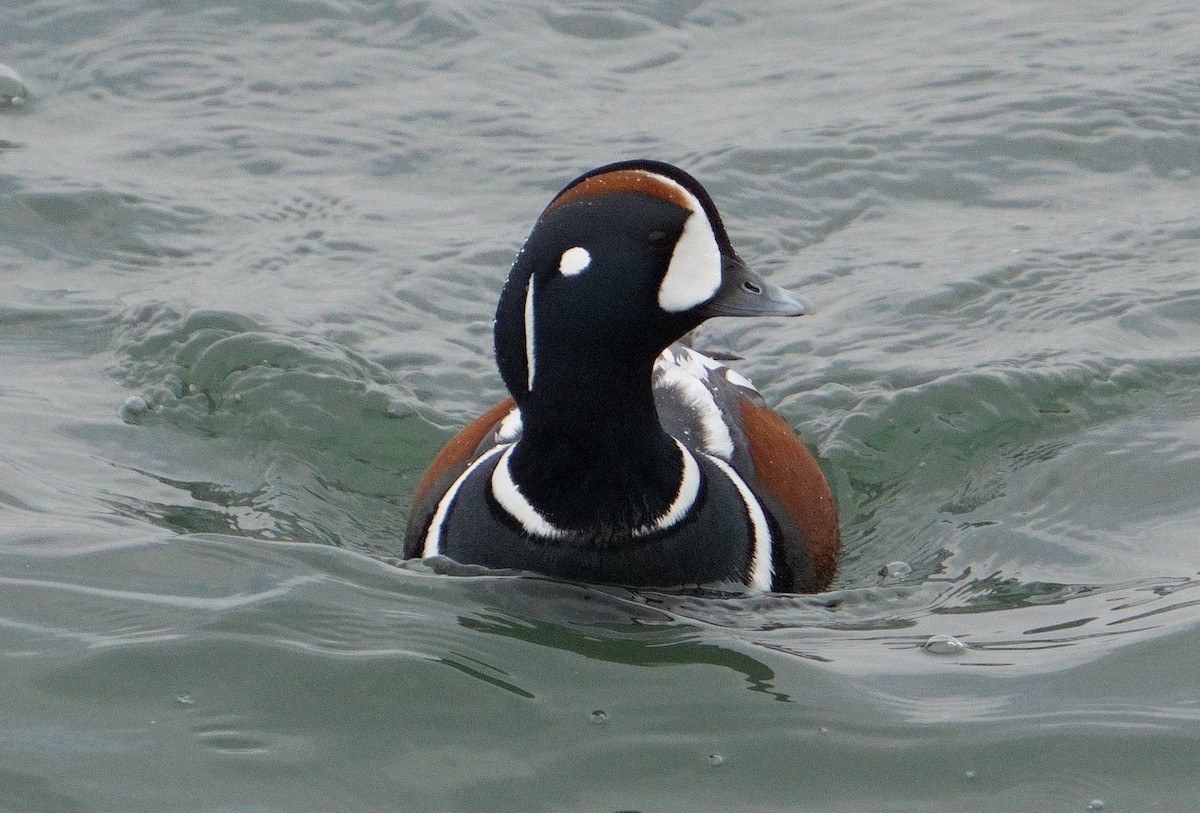 Harlequin Duck - ML615220760