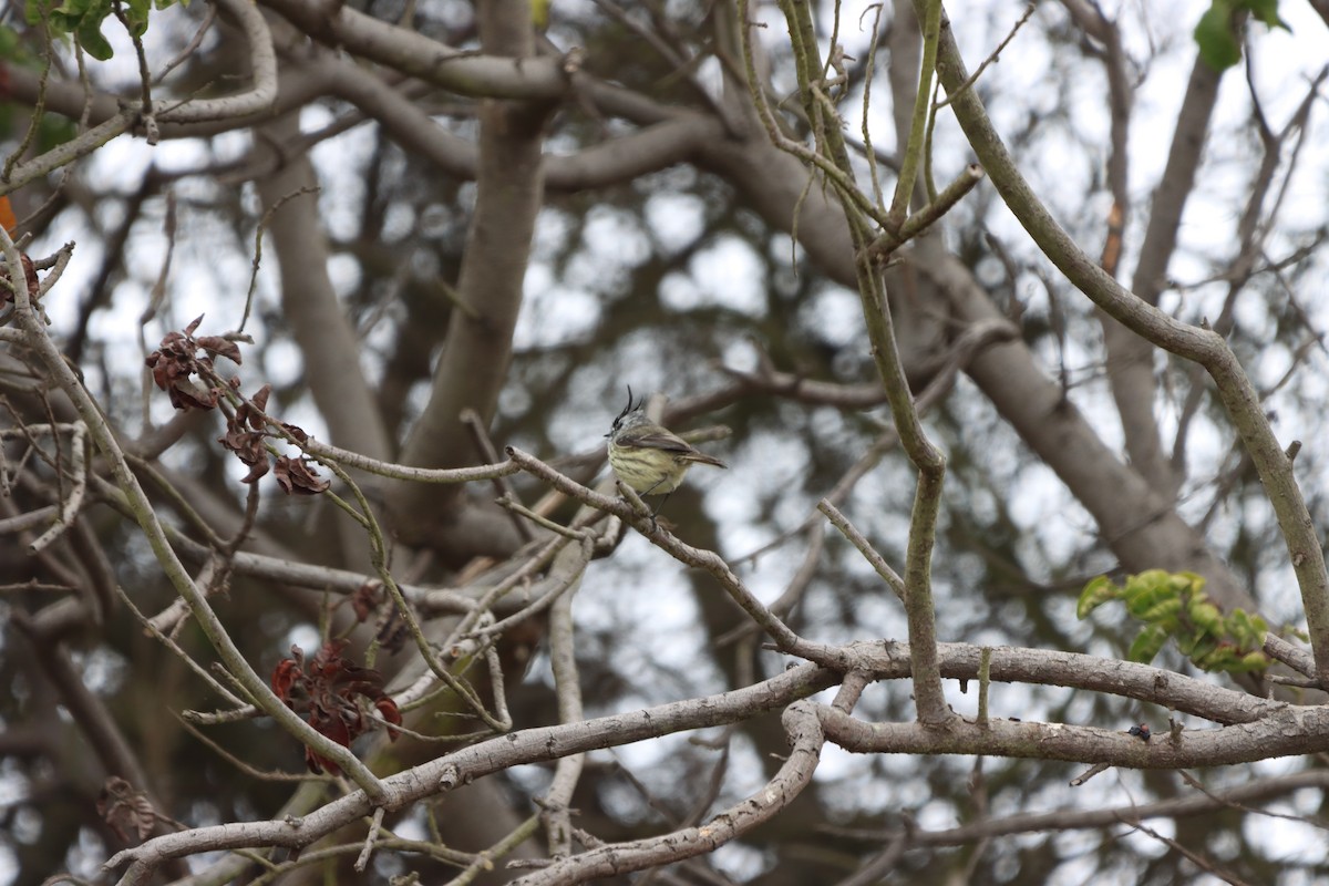 Tufted Tit-Tyrant - ML615220774