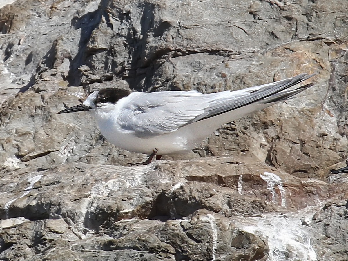 White-fronted Tern - ML615220788