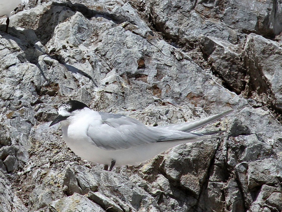 White-fronted Tern - ML615220789