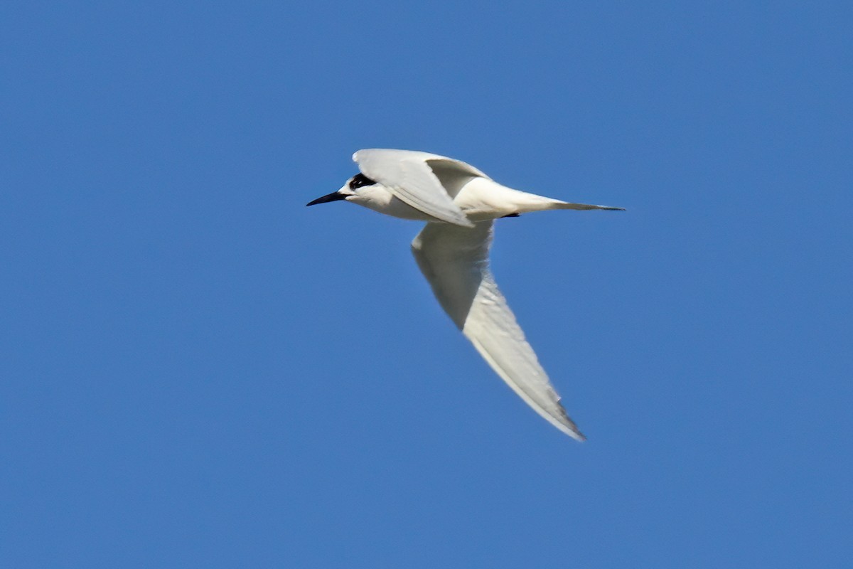 White-fronted Tern - ML615220790