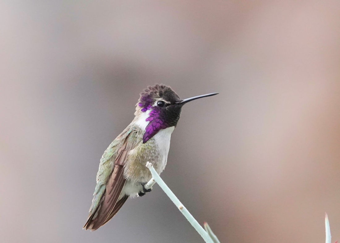Costa's Hummingbird - ML615220824