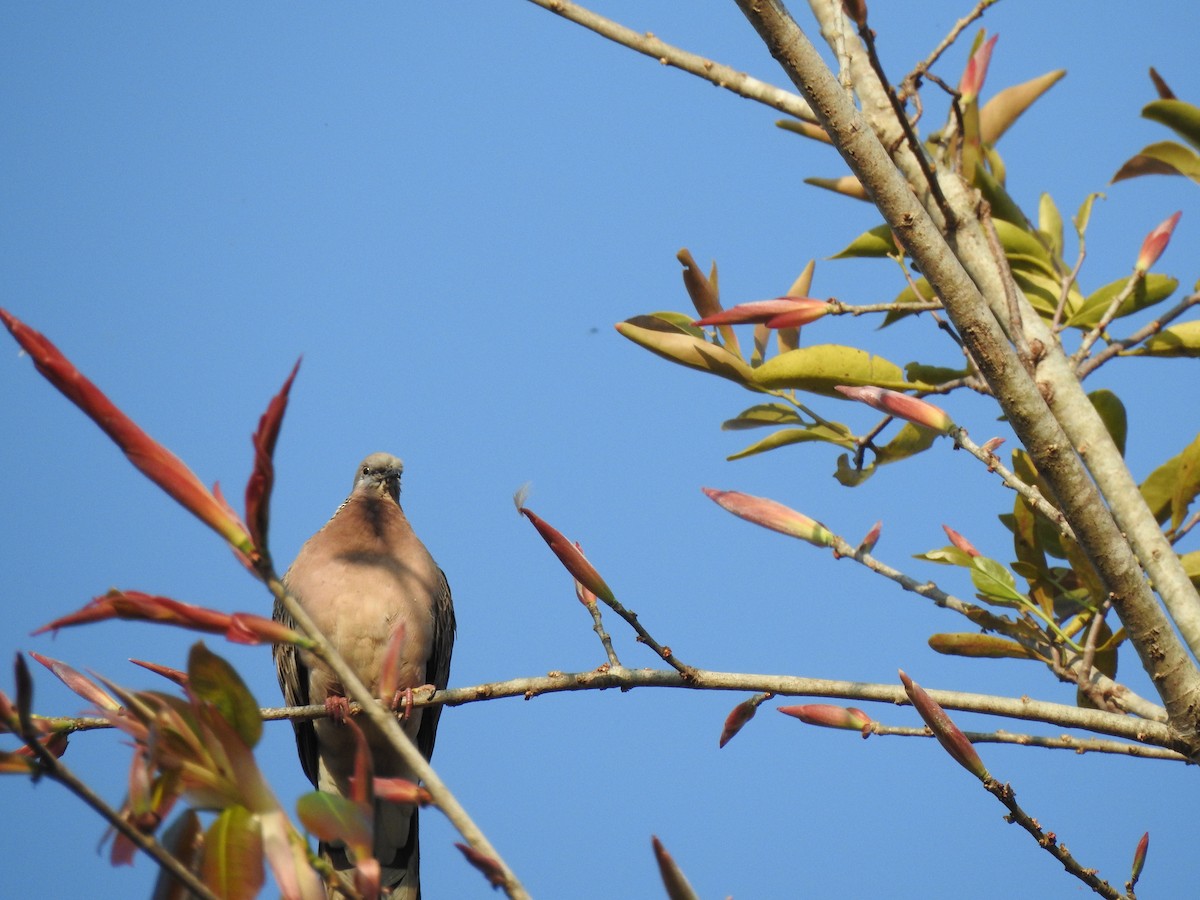 Spotted Dove - ML615220936