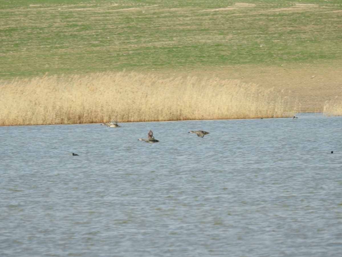 Gadwall - Murat Akkaya