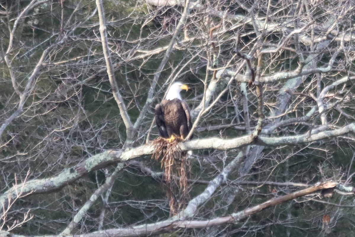 Bald Eagle - ML615220976