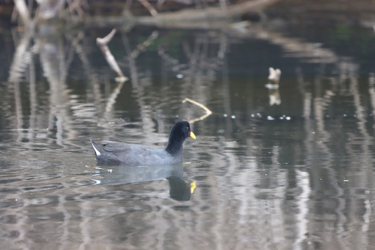 Red-fronted Coot - ML615220982