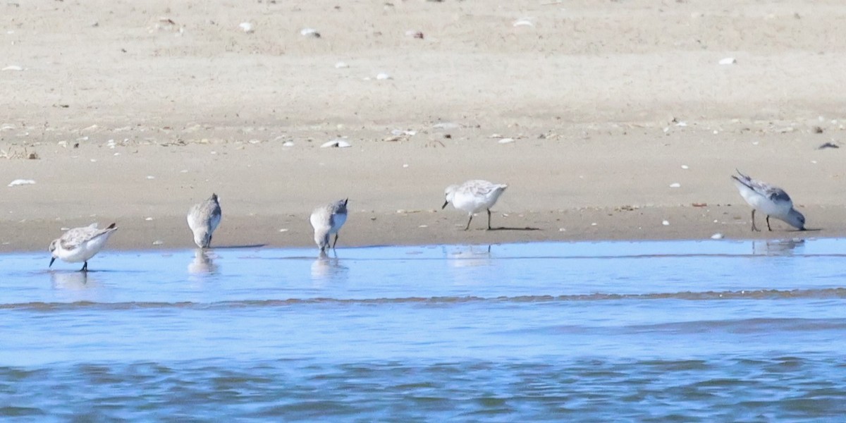 Sanderling - ML615220987