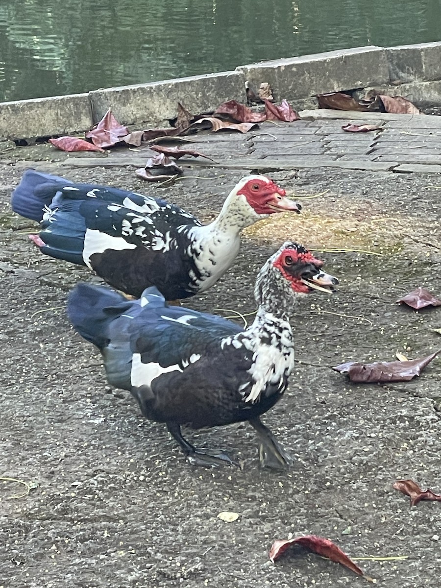 Muscovy Duck (Domestic type) - ML615221018