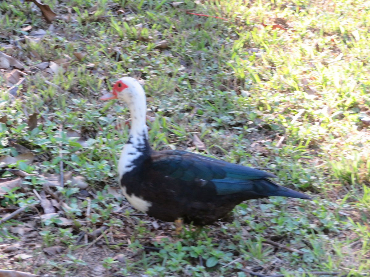 Muscovy Duck (Domestic type) - ML615221019
