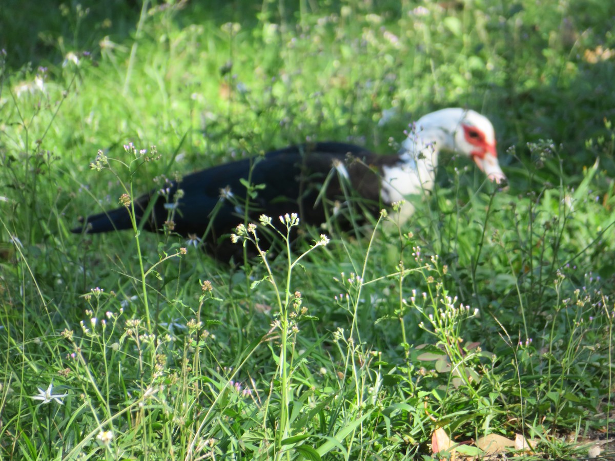 Muscovy Duck (Domestic type) - ML615221020