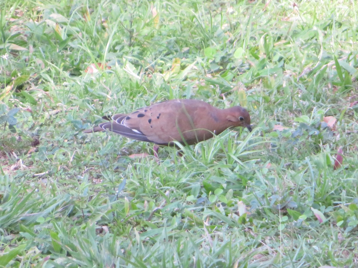 Zenaida Dove - ML615221028