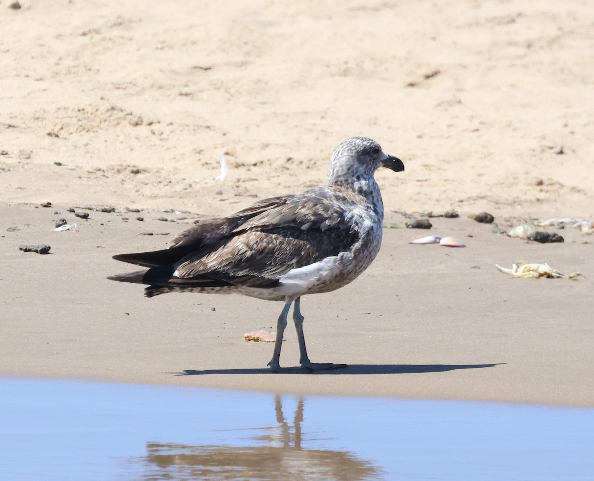 Kelp Gull - Ken McKenna