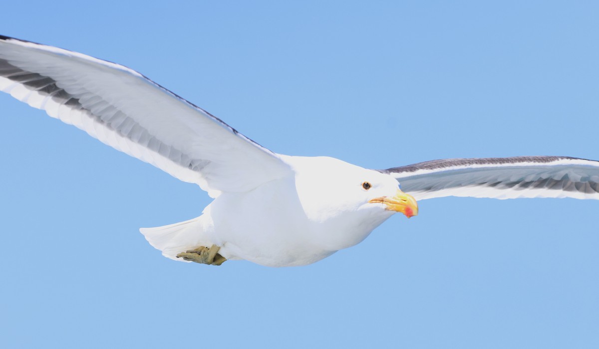 Kelp Gull - Ken McKenna