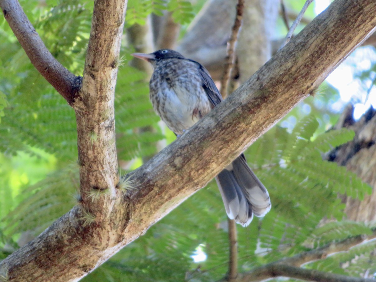 Pearly-eyed Thrasher - Linda Badillo