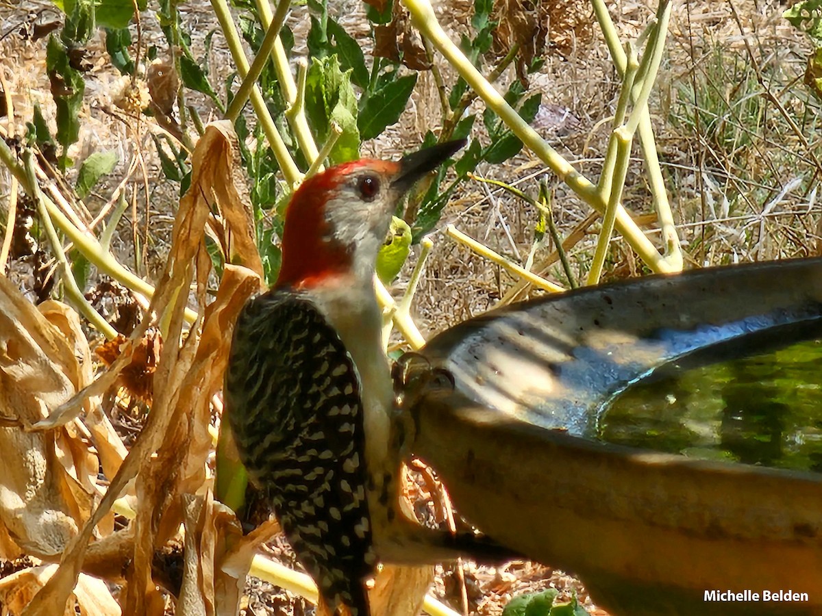 Red-bellied Woodpecker - ML615221096