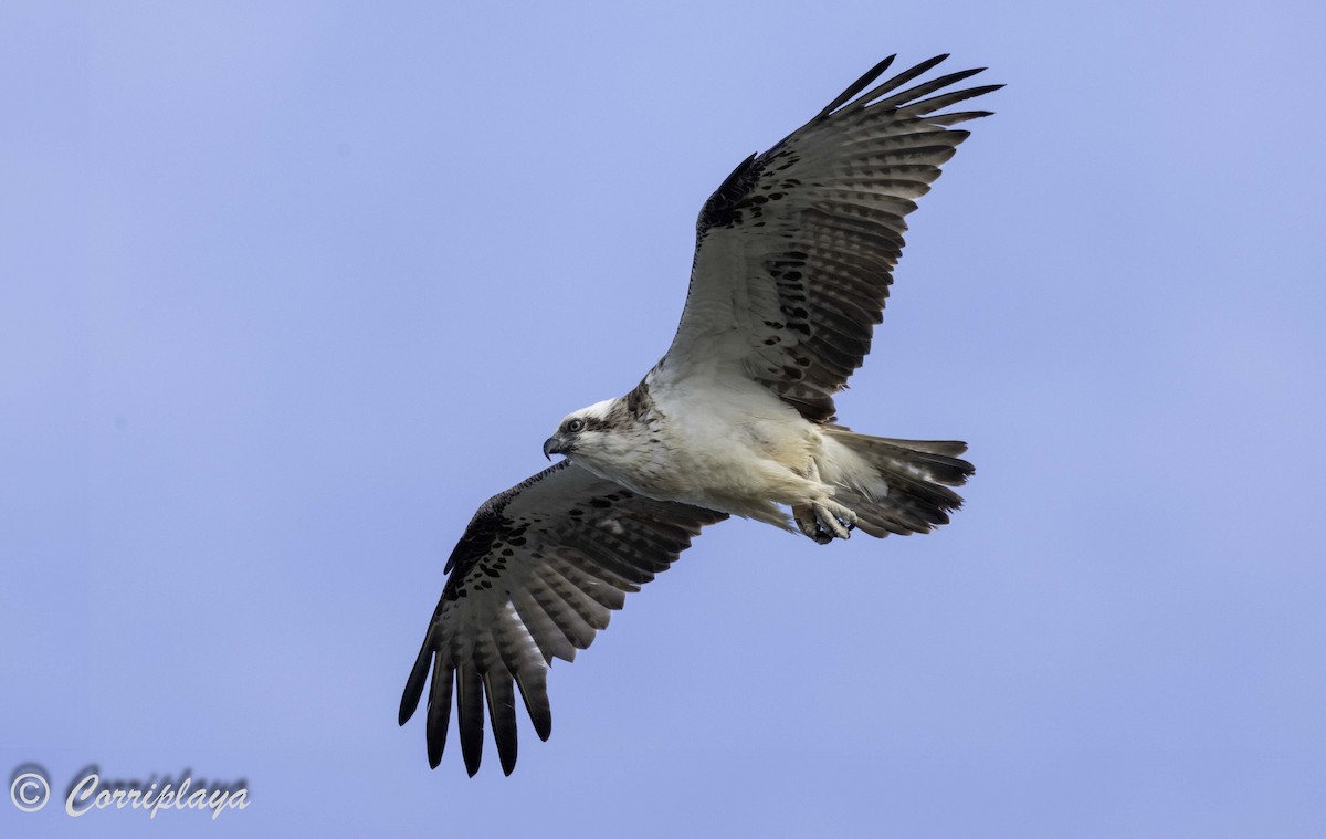 Osprey (Australasian) - Fernando del Valle