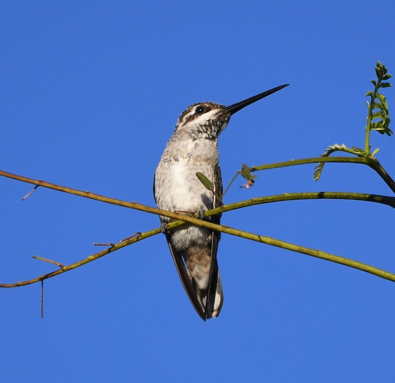 Plain-capped Starthroat - ML615221174