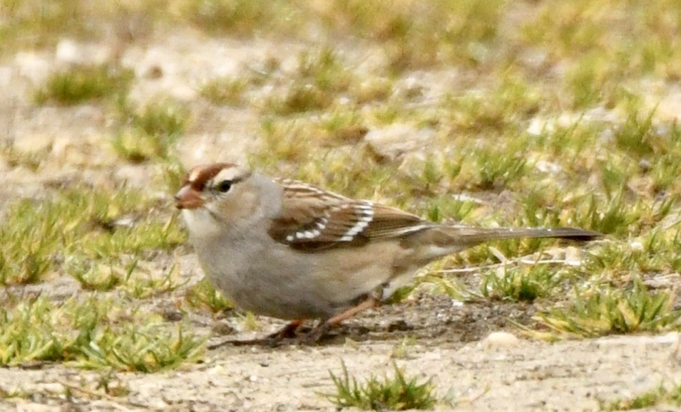 Bruant à couronne blanche - ML615221189