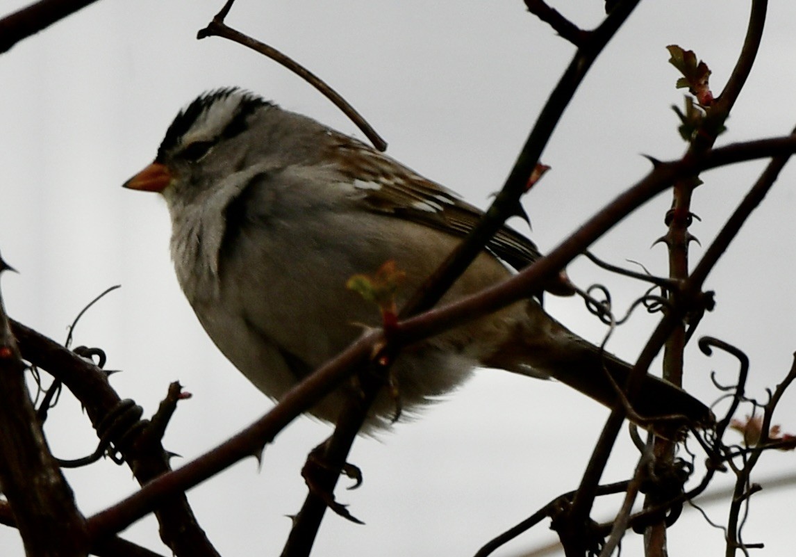 White-crowned Sparrow - Alissa Kegelman