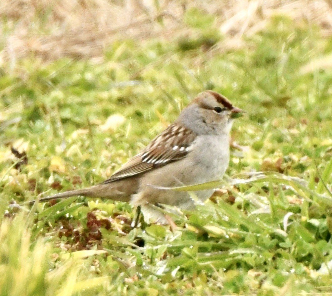 White-crowned Sparrow - Alissa Kegelman