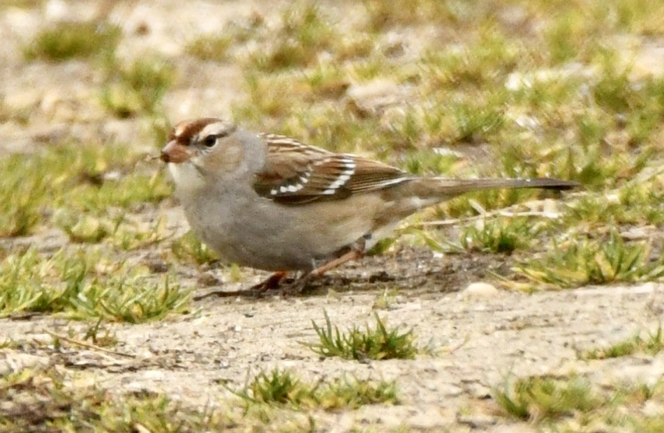 White-crowned Sparrow - Alissa Kegelman