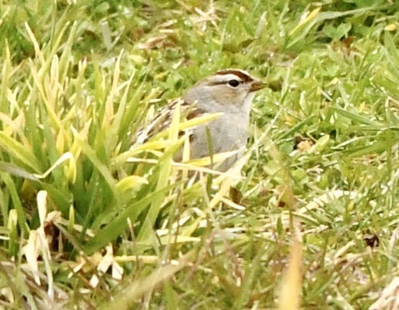 Bruant à couronne blanche - ML615221194