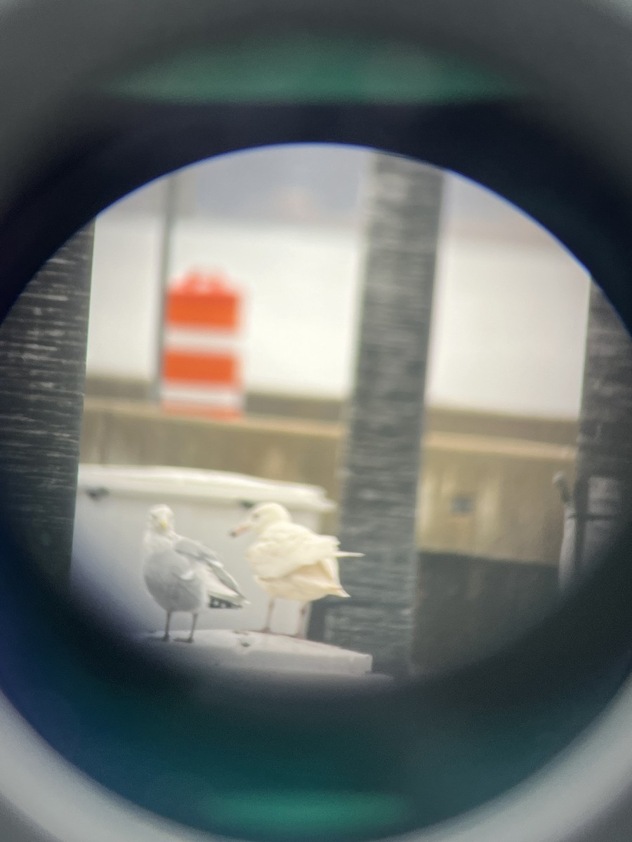 Glaucous Gull - Aiden Dartley