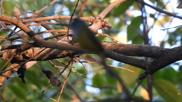 Gray-headed Canary-Flycatcher - ML615221289